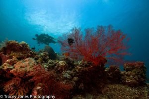 Come and explore the beauties of Indonesia, the most popular diving destination for 2017.