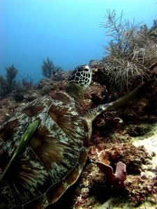 The Coral Triangle shelters 6 of the 7 marine turtles in the world