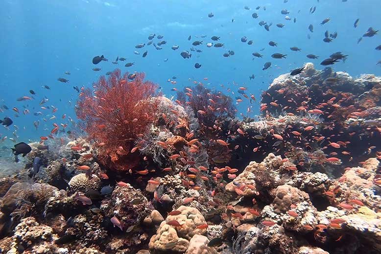 reef-amed-Bali-Diversity-corals-fish-ocean-padi-bubblemaker-for-children-diving