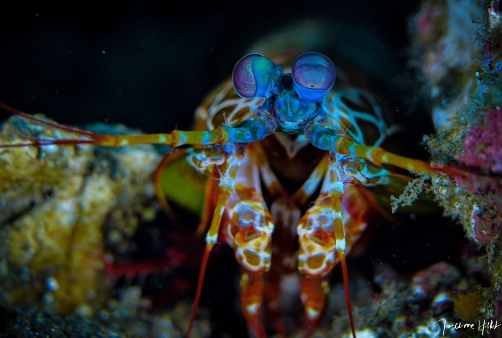 Macro photograph of a colorful mantis shrimp guarding the entrance to its burrow, by Maxime Hiblot. The vivid red, orange, and white colors of the legs contrast strikingly with the blue and purple head and eyes of the animal...