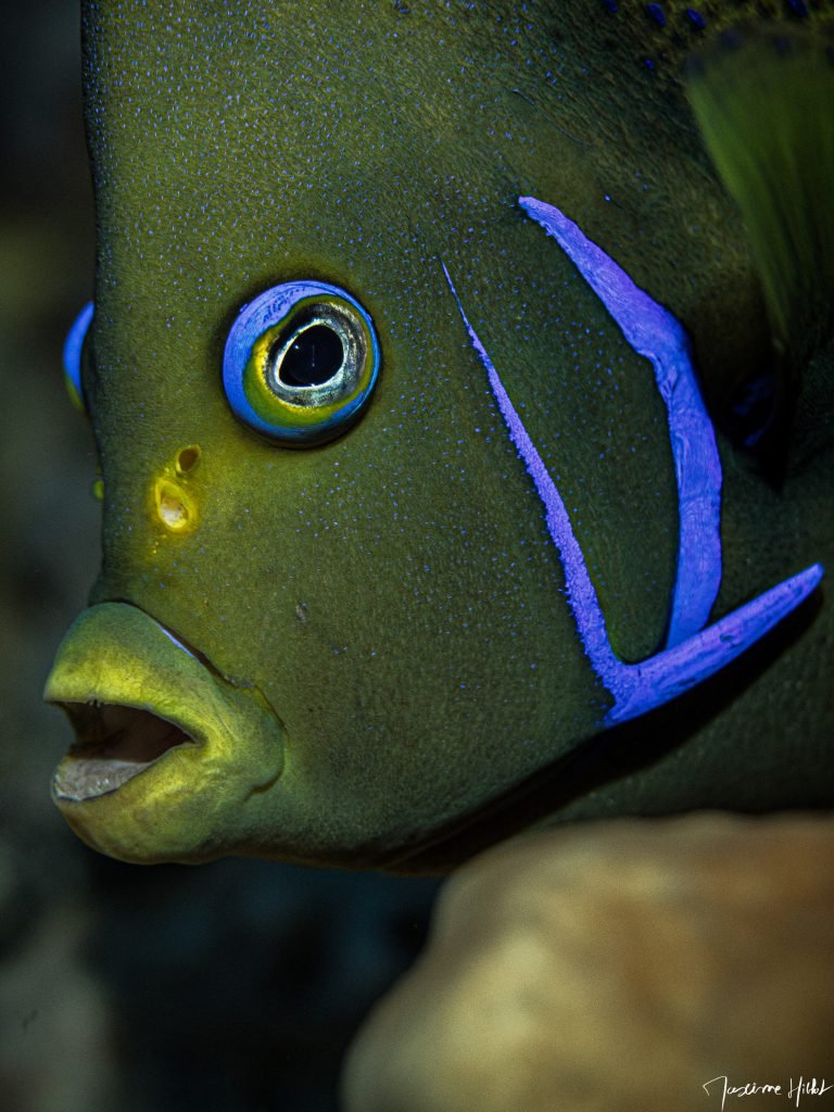 Macro portrait photograph of a dark yellow and green angelfish by Maxime Hiblot. Electric blue spots on the animal's body and two electric blue stripes on its face are particularly highlighted, as is its unique eye featuring alternating blue and yellow rings.