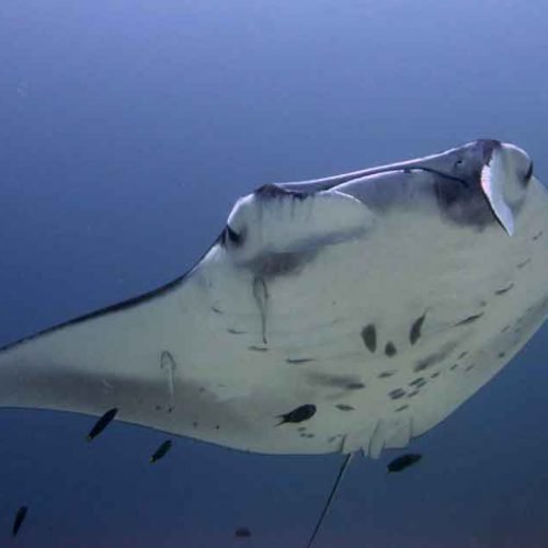 Meet up with giant manta rays around the coast of Nusa Penida.