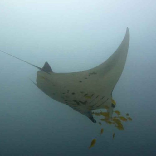 Meet with giant manta rays on our Diving Day Trips to Nusa Penida.