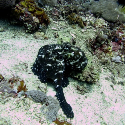 Octopus roaming the reef at Nusa Penida. Join our Diving Day Trip with Bali Diversity.