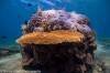 amazing-shallow-reef-amed-bali-diversity-discover-scuba-diving