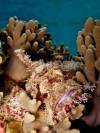 scorpionfish-mimckry-coral-reef-gili-selang-bali-diversity