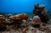 cuttlefish-gili-selang-shallow-reef-fun-dive-bali-diversity