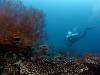 japanese-wreck-photographer-reef-fish-fun-dive-amed-balidiversity
