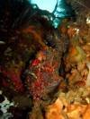 giant-frogfish-fun-dive-padangbai-jetty-bali-diversity