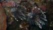advanced-open-water-course-lionfish-fun-dive-nusa-penida-bali-diversity-day-trip