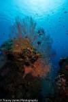 seafan-coral-wide-angle-reef-amed-fun-dive-balidiversity