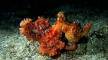 starry-octopus-night-dive-amed-fun-dive-balidiversity
