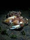 octopus-feeding-animal-behaviour-photography-night-dive-amed-fun-dive-balidiversity