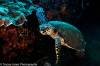 turtle-feeding-gili-selang-amed-fun-dive-bali-diversity