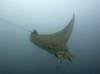 manta-ray-diving-swimming-fun-dives-nusa-penida-bali-diversity-day-trip