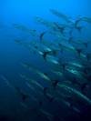 barracuda-schooling-kubu-fun-dive-balidiversity