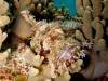 scorpionfish-mimicry-reef-kubu-fun-dive-balidiversity