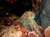 reef-octopus-predator-kubu-fun-dive-bali-diversity