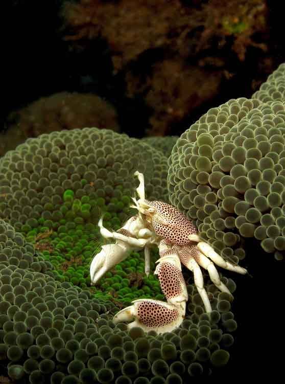 anemone-crab-macro-photography-kubu-fun-dive-balidiversity