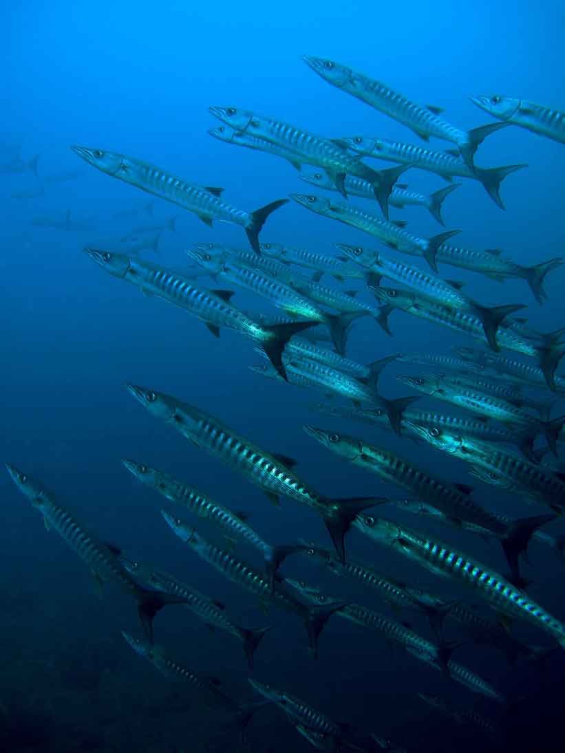 barracuda-schooling-kubu-fun-dive-balidiversity