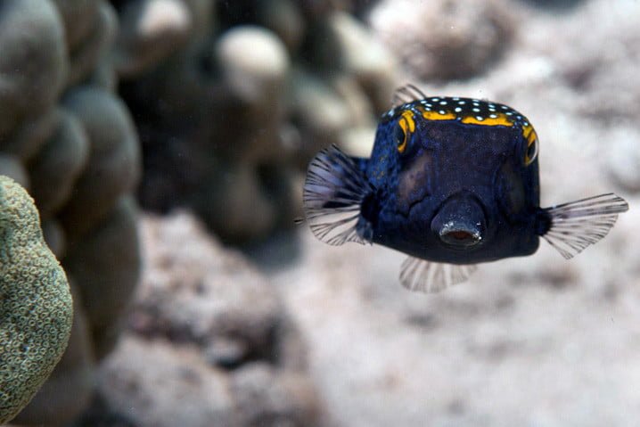 boxfish-photography-kubu-fun-dive-balidiversity
