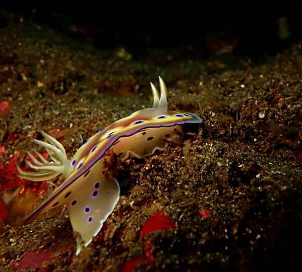 chromodoris-coi-climbing-nudibranch-photography-macro-padangbai-bali-diversity