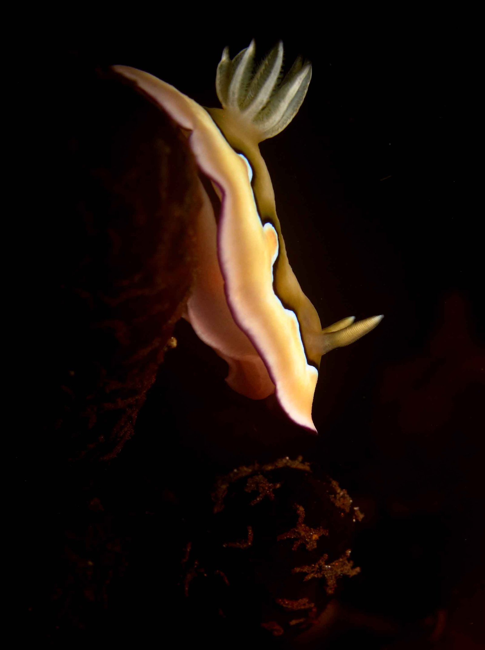 chromodoris-nudibranch-macro-photography-fun-dive-padangbai-bali-diversity