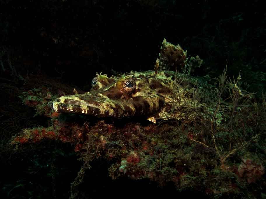 crocodilefish-kubu-fun-dive-balidiversity