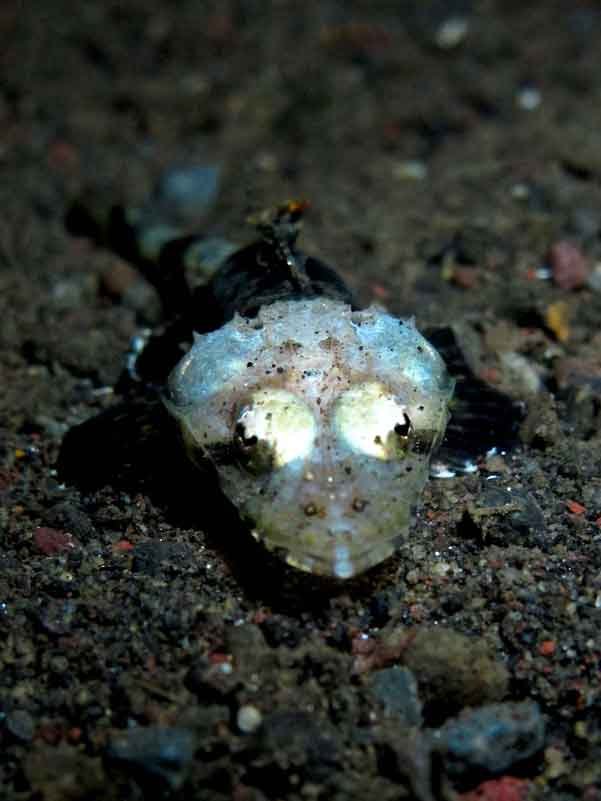 crocodilefish-photography-fun-dive-seraya-balidiversity