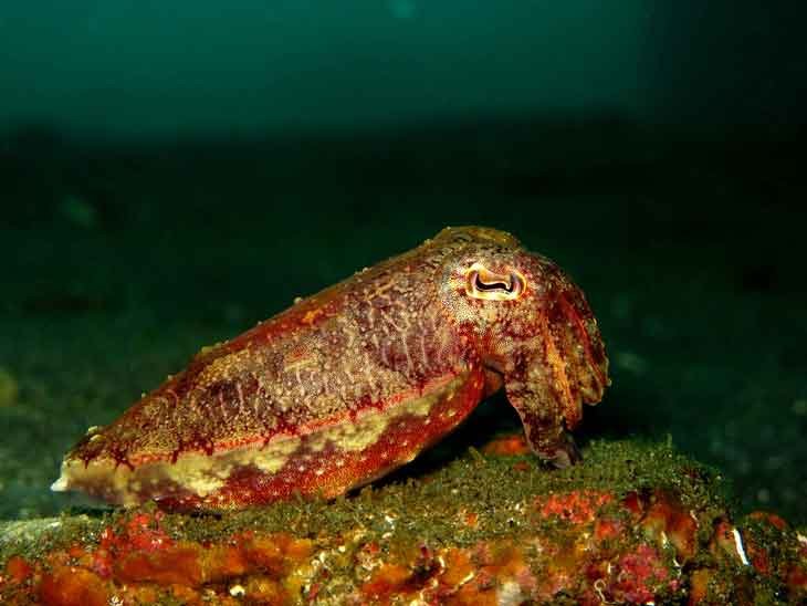 cuttlefish-fun-dive-padangbai-jetty-bali-diversity