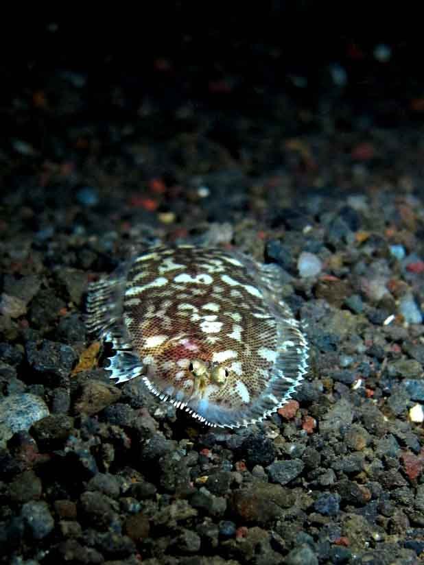flounder-hiding-night-dive-seraya-bali-diversity