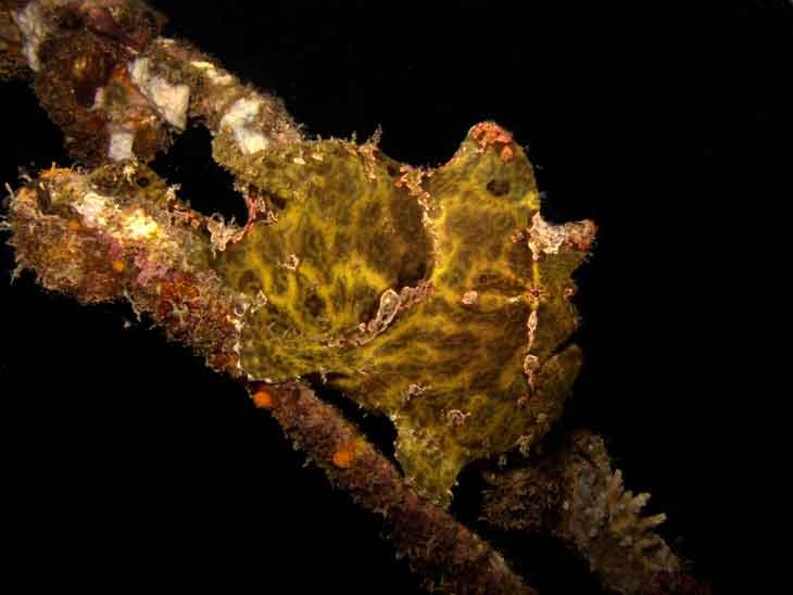 frogfish-fun-dive-padangbai-bali-diversity-awesome-critter-photography