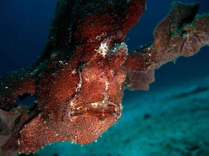 giant-frogfish-posing-photography-padangbai-bali-diversity-fun-dive