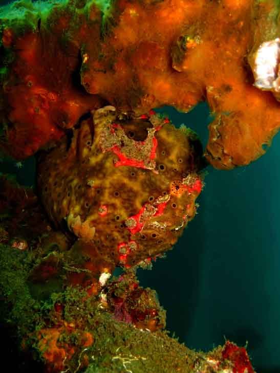 Meet the most incredible creatures underwater by diving in Tulamben with Bali Diversity.