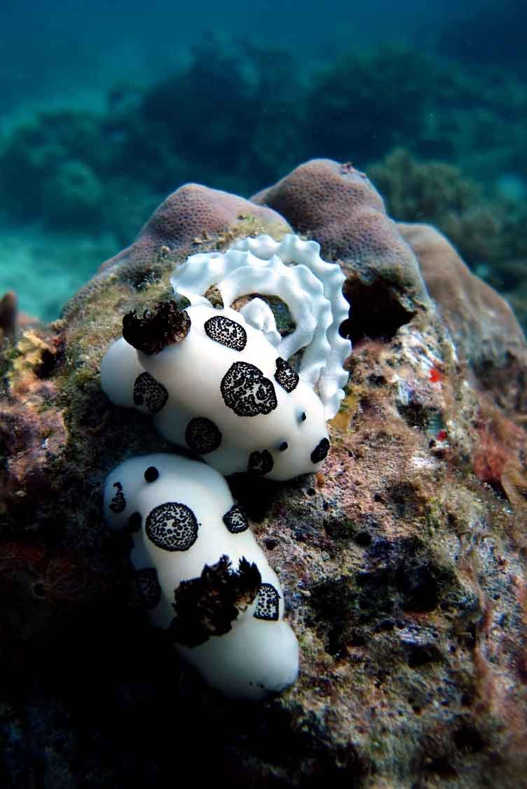 joruna-funebris-nudibranch-laying-eggs-animal-behaviour-macro-photography-kubu-fun-dive-balidiversity