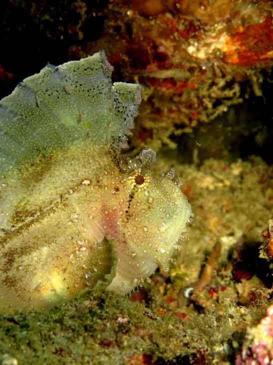 leaf-scorpionfish-tulamben-fun-diver-balidiversity