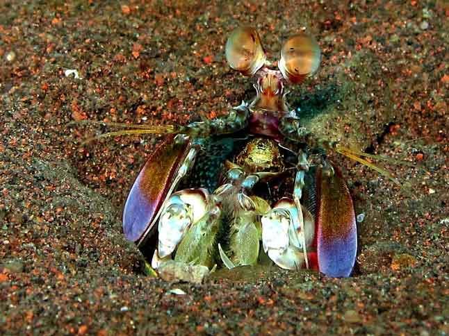 mantis-shrimp-macro-photography-fun-dive-seraya-balidiversity