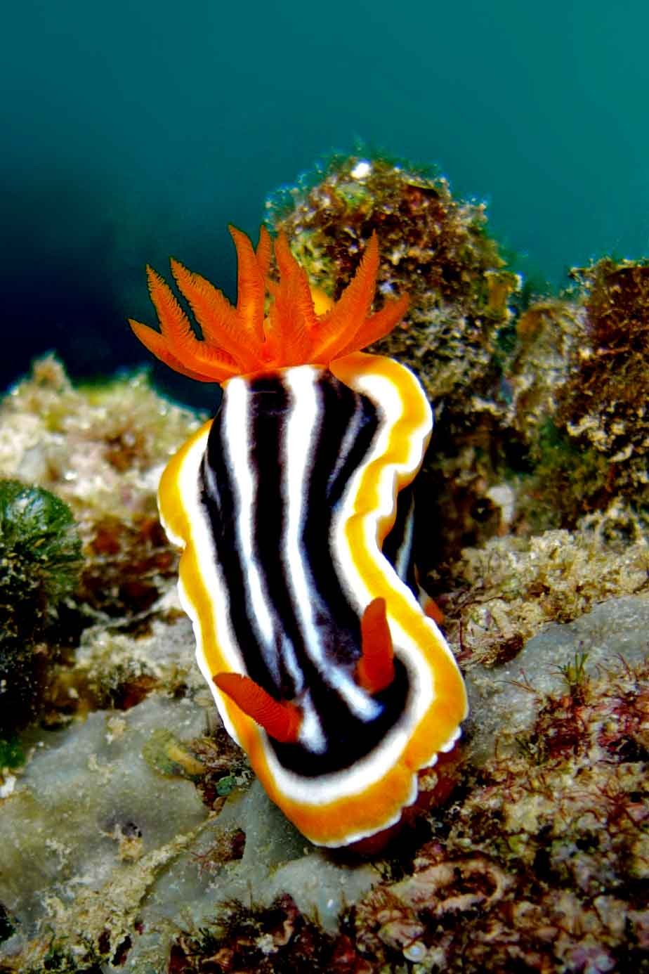 nudibranch-chromodoris-macro-photography-kubu-fun-dive-balidiversity