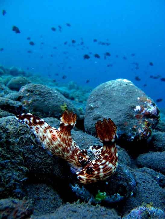 nudibranch-reproduction-animal-behaviour-tulamben-fun-diver-balidiversity