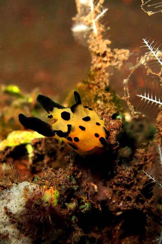 pikachu-nudibranch-macro-photography-fun-dive-seraya-balidiversity