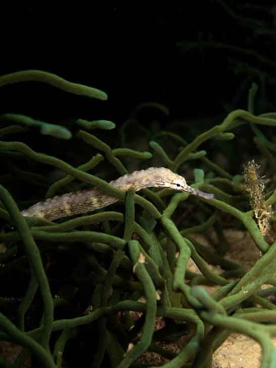 pipefish-macro-photography-fun-dive-seraya-balidiversity