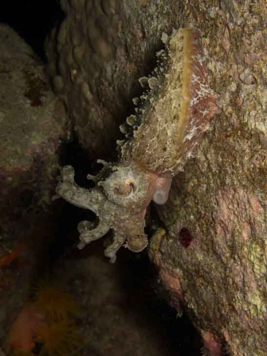 pygmy-cuttlefish-fun-dive-padangbai-bali-diversity
