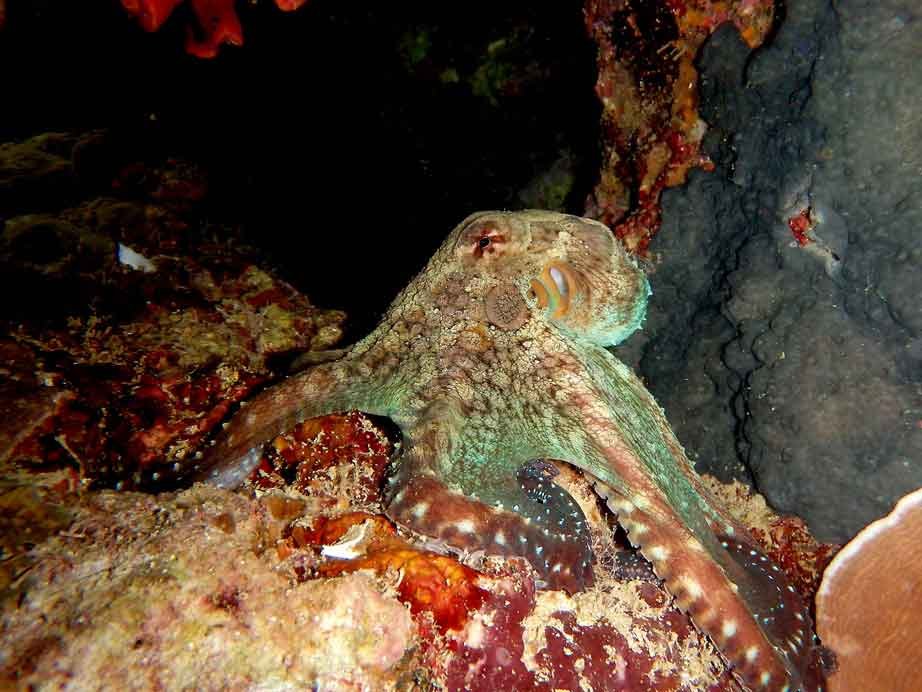 reef-octopus-predator-gili-selang-fun-dive-bali-diversity