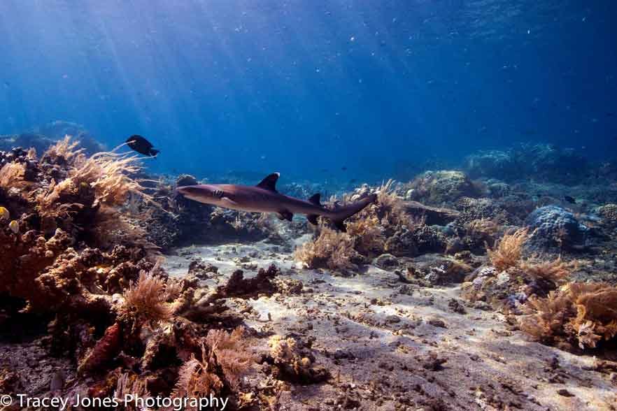 white-tip-reef-shark-photography-gili-selang-fun-dive-balidiversity