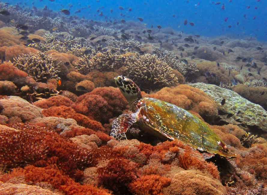 Fly above the amazing reefs of Nusa Penida and meet with turtles and myriads of fishes.