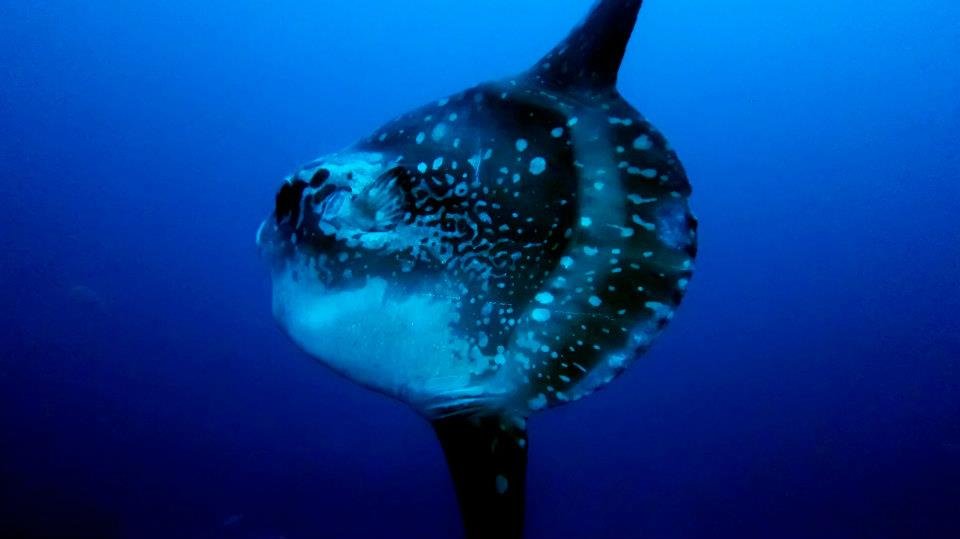 Search for Mola Molas on the deep cleaning stations of Nusa Penida. Dive with Bali Diversity.