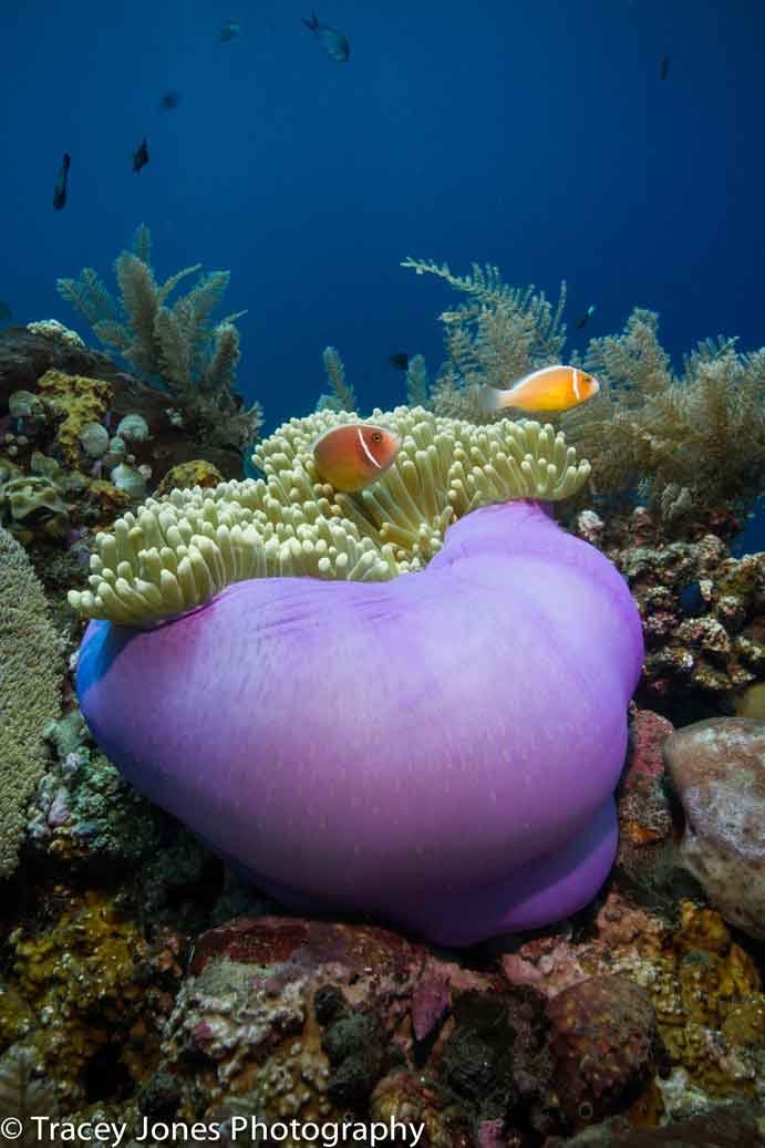 Explore our colorful reefs with our Fun Dive Packages at Bali Diversity, Amed
