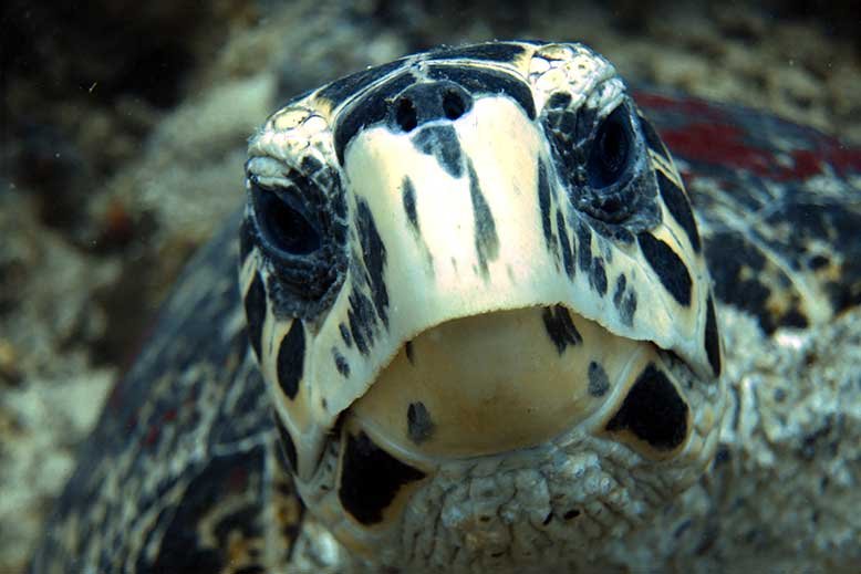 turtle-portrait-amed-dive-with-friends-discover-scuba-diving-padi-bubblemaker-Bali-Diversity