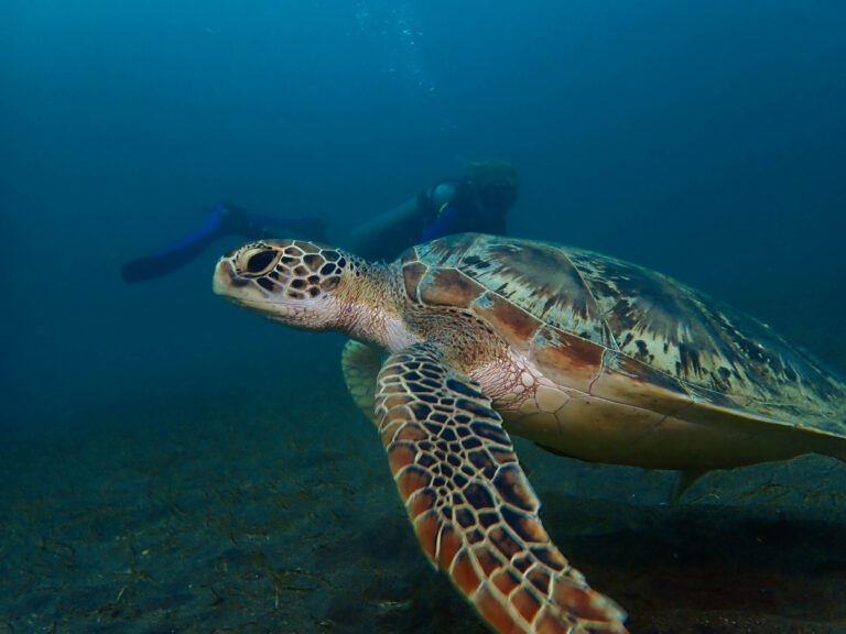 Day Trips to further dive sites in Bali