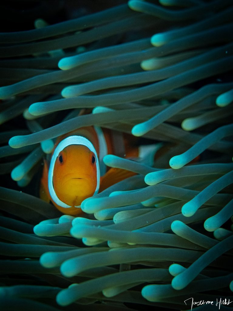 Photograph of a two-band orange clownfish, hidden in an anemone, by Maxime Hiblot. The clownfish, nestled in its anemone, stares at the photographer, while the bluish-white color of the anemone highlights the vibrant orange and two white stripes of the clownfish.